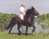 Icelandic Horse Farm, Vernon, BC