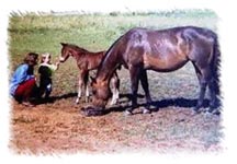 The Wisconsin Equine Clinic, Inc.